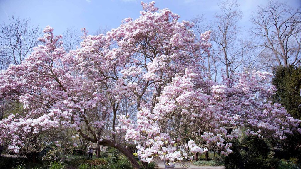 179-Fruehling-Blueten-magnolie