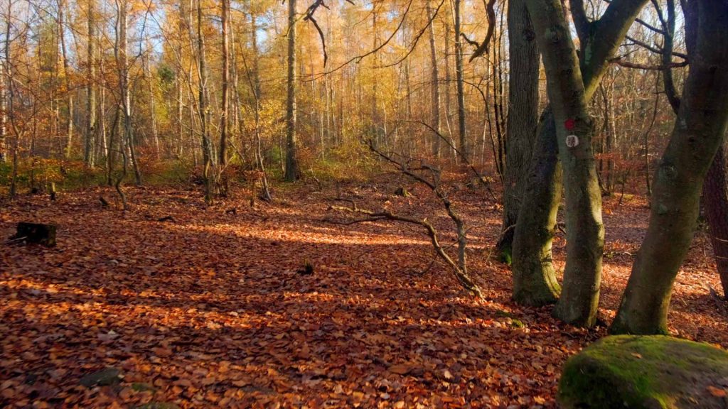 191-Herbstspaziergang-im-Pfälzer-Wald-Herbstwanderung-1
