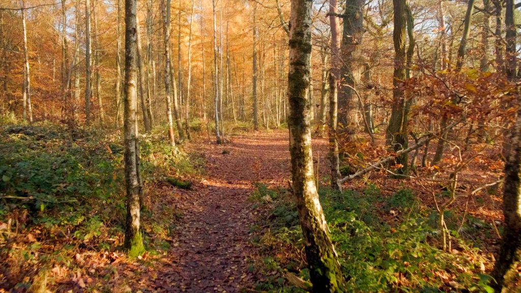 191-Herbstspaziergang-im-Pfälzer-Wald-Herbstwanderung-3
