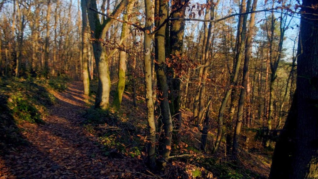 191-Herbstspaziergang-im-Pfälzer-Wald-Herbstwanderung-5
