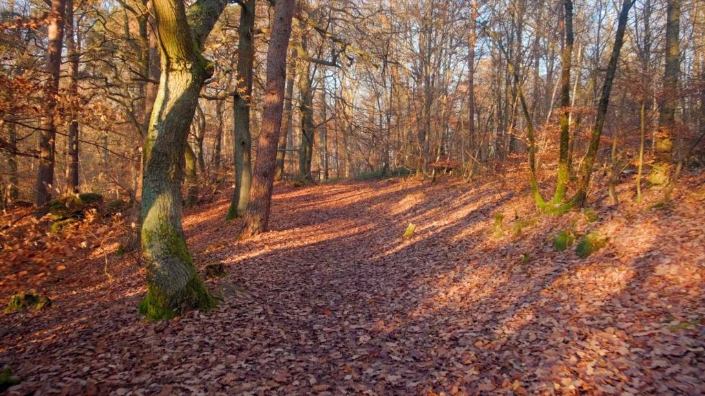 191-Herbstspaziergang-im-Pfälzer-Wald-Herbstwanderung-6