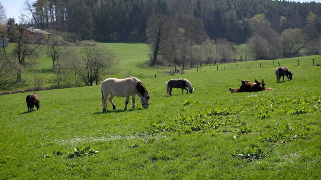 122-Ponys-und-Pferde-auf-der-Wiese-demenz-grasen