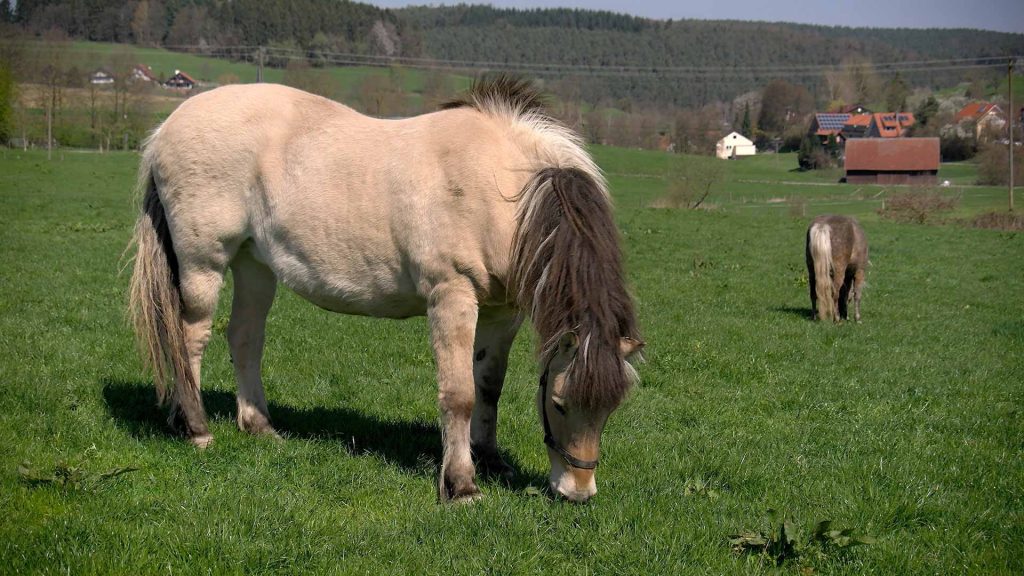122-Ponys-und-Pferde-auf-der-Wiese-demenz-norweger