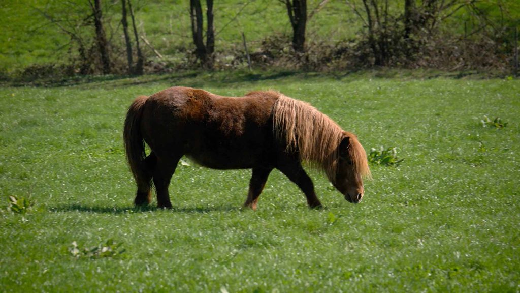 122-Ponys-und-Pferde-auf-der-Wiese-demenz-pony