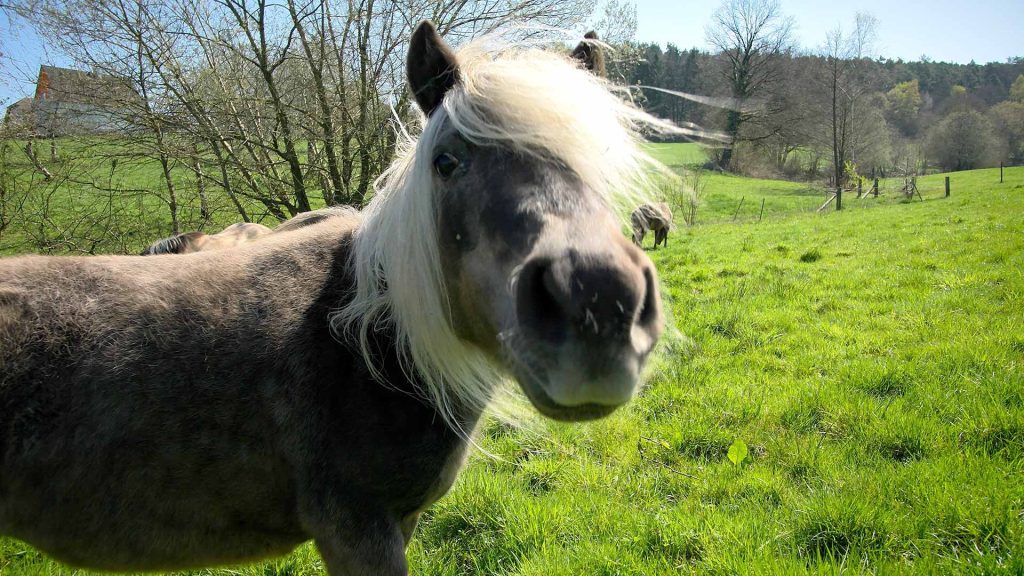 122-Ponys-und-Pferde-auf-der-Wiese-demenz-pony-mit-frisur