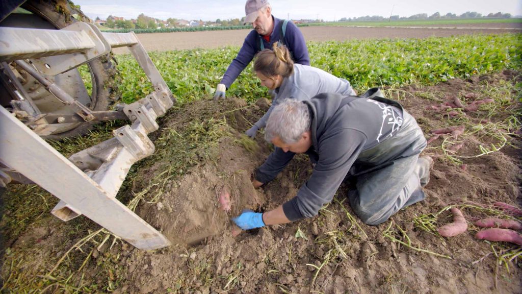 172-Arbeiten-auf-dem-Bauernhof-Süßkartoffel-Alzheimerfilm-von-hand-ausgraben
