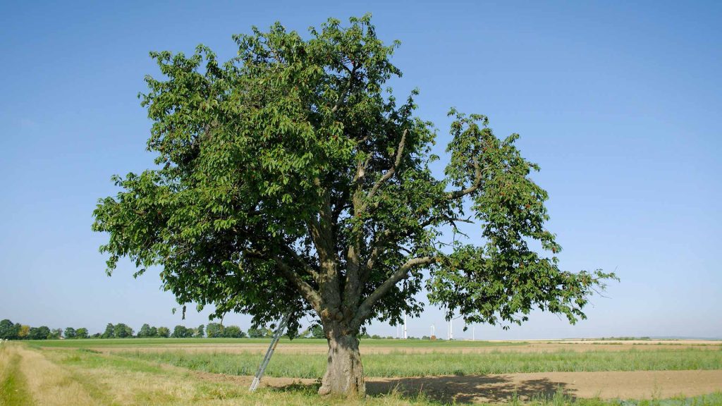6-Auf-dem-Bauernhof-Obsternte-kirschbaum