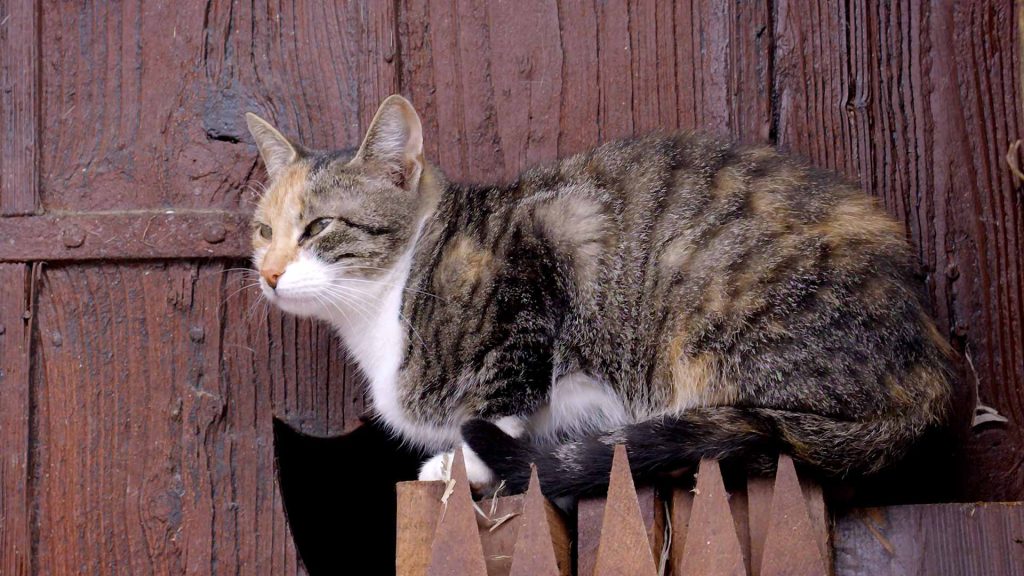 68-Katzen-auf-dem-Bauernhof-katze-sitzt-auf-stacheln