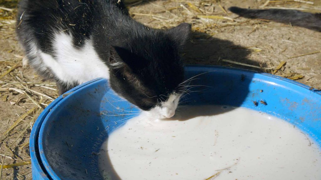 68-Katzen-auf-dem-Bauernhof-milch-schlabbern