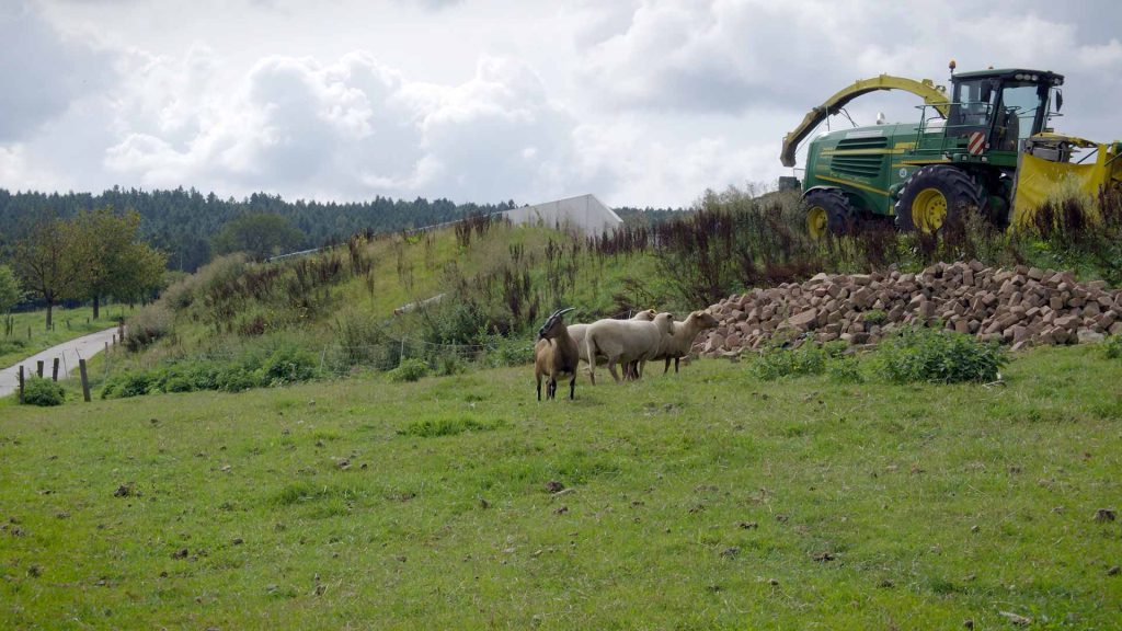 90-Schafe-&-Ziege-auf-dem-Bauernhof