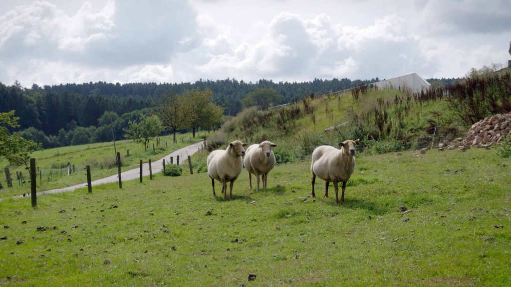90-Schafe-&-Ziege-auf-dem-Bauernhof-3-schafe