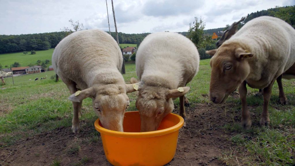 90-Schafe-&-Ziege-auf-dem-Bauernhof-beim-fressen