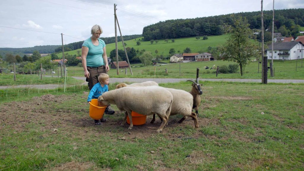 90-Schafe-&-Ziege-auf-dem-Bauernhof-fuetterung
