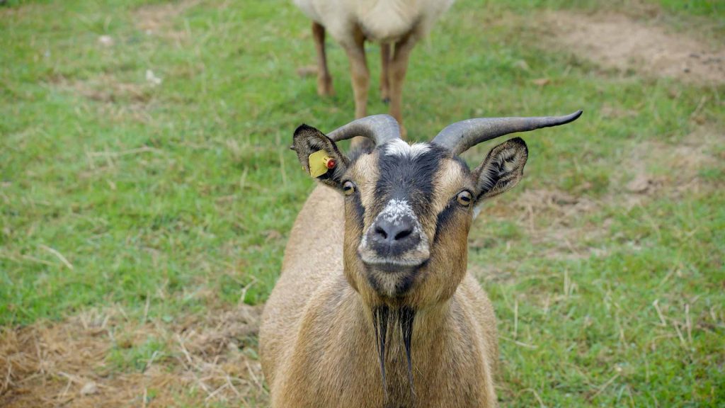 90-Schafe-&-Ziege-auf-dem-Bauernhof-heidi-ziege